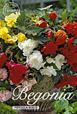 Begonia Pendula Mixed met 5 zakjes verpakt a 3 bollen