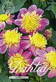 Dahlia Anemone Flowering Honey met 5 zakjes verpakt a 1 bollen