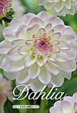 Dahlia Ball Eveline met 5 zakjes verpakt a 1 bollen