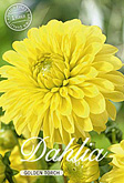 Dahlia Ball Golden Torch met 5 zakjes verpakt a 1 bollen