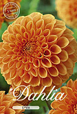 Dahlia Ball Syvia met 5 zakjes verpakt a 1 bollen
