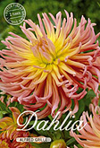 Dahlia Cactus Alfred Grille met 5 zakjes verpakt a 1 bollen