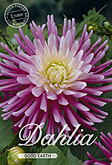 Dahlia Cactus Good Earth met 5 zakjes verpakt a 1 bollen