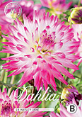 Dahlia Cactus Hayley Jane met 5 zakjes verpakt a 1 bollen