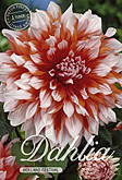 Dahlia Cactus Holland Festival met 5 zakjes verpakt a 1 bollen