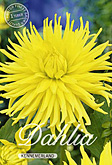Dahlia Cactus Kennemerland met 5 zakjes verpakt a 1 bollen
