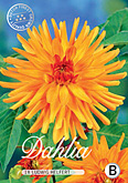 Dahlia Cactus Ludwig Helfert met 5 zakjes verpakt a 1 bollen