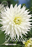 Dahlia Cactus My Love met 5 zakjes verpakt a 1 bollen