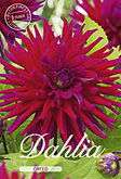 Dahlia Cactus Orfeo met 5 zakjes verpakt a 1 bollen