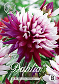 Dahlia Cactus Rebeccas World met 5 zakjes verpakt a 1 bollen