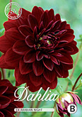 Dahlia Decorative Arabian Night met 5 zakjes verpakt a 1 bollen