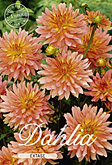 Dahlia Decorative Border Extase met 5 zakjes verpakt a 1 bollen