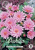 Dahlia Decorative Border Gallery Renoir met 5 zakjes verpakt a 1 bollen