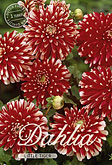 Dahlia Decorative Border Little Tiger met 5 zakjes verpakt a 1 bollen
