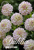 Dahlia Decorative Border Wittem met 5 zakjes verpakt a 1 bollen