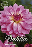Dahlia Decorative Christine met 5 zakjes verpakt a 1 bollen