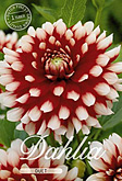 Dahlia Decorative Duet met 5 zakjes verpakt a 1 bollen