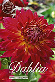 Dahlia Decorative Manhattan Island met 5 zakjes verpakt a 1 bollen