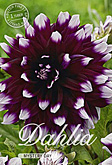 Dahlia Decorative Mystery Day met 5 zakjes verpakt a 1 bollen