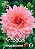 Dahlia Decorative Ottos Thrill met 5 zakjes verpakt a 1 bollen