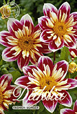 Dahlia Mignon Fashion Monger met 5 zakjes verpakt a 1 bollen