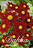 Dahlia Mignon Firebird met 5 zakjes verpakt a 1 bollen