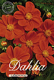 Dahlia Mignon Gf Hemerick met 5 zakjes verpakt a 1 bollen