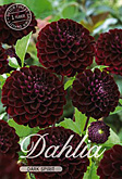Dahlia Pompon Dark Spirit met 5 zakjes verpakt a 1 bollen