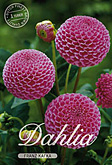 Dahlia Pompon Franz Kafka met 5 zakjes verpakt a 1 bollen