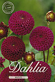 Dahlia Pompon Rocco met 5 zakjes verpakt a 1 bollen