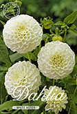Dahlia Pompon White Aster met 5 zakjes verpakt a 1 bollen