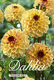 Dahlia Pompon Yellow Jill met 5 zakjes verpakt a 1 bollen