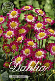 Dahlia Topmix Sweetheart met 5 zakjes verpakt a 1 bollen