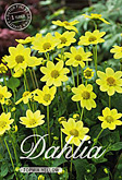Dahlia Topmix Topmix Yellow met 5 zakjes verpakt a 1 bollen