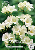 Freesia Single White met 5 zakjes verpakt a 15 bollen