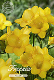 Freesia Single Yellow met 5 zakjes verpakt a 15 bollen