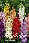 Gladiolus Large Flowering Mixed met 5 zakjes verpakt a 10 bollen