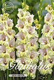 Gladiolus Large Flowering Mon Amour met 5 zakjes verpakt a 10 bollen