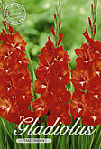 Gladiolus Large Flowering Traderhorn met 5 zakjes verpakt a 10 bollen