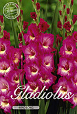 Gladiolus Large Flowering Windsong met 5 zakjes verpakt a 10 bollen