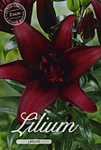 Lilium Asiatic Landini met 5 zakjes verpakt a 2 bollen