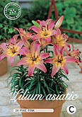 Lilium Asiatic Pixie Pink met 5 zakjes verpakt a 3 bollen