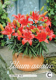 Lilium Asiatic Pixie Red met 5 zakjes verpakt a 3 bollen