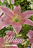 Lilium Asiatic Rose met 5 zakjes verpakt a 2 bollen