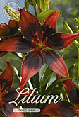 Lilium Asiatic Tango Olina met 5 zakjes verpakt a 2 bollen