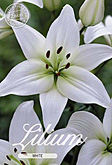 Lilium Asiatic White met 5 zakjes verpakt a 2 bollen