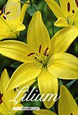 Lilium Asiatic Yellow met 5 zakjes verpakt a 2 bollen