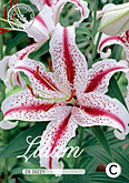 Lilium Oriental Dizzy met 5 zakjes verpakt a 2 bollen