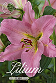 Lilium Oriental Le Reve met 5 zakjes verpakt a 2 bollen