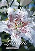 Lilium Oriental Muscadet met 5 zakjes verpakt a 2 bollen